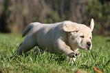 LABRADOR 344